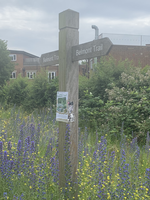 Friends of Belmont Nature Trail